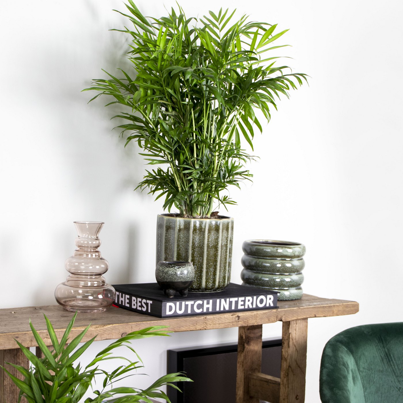 Chamaedorea Elegans – Plante D'Intérieur