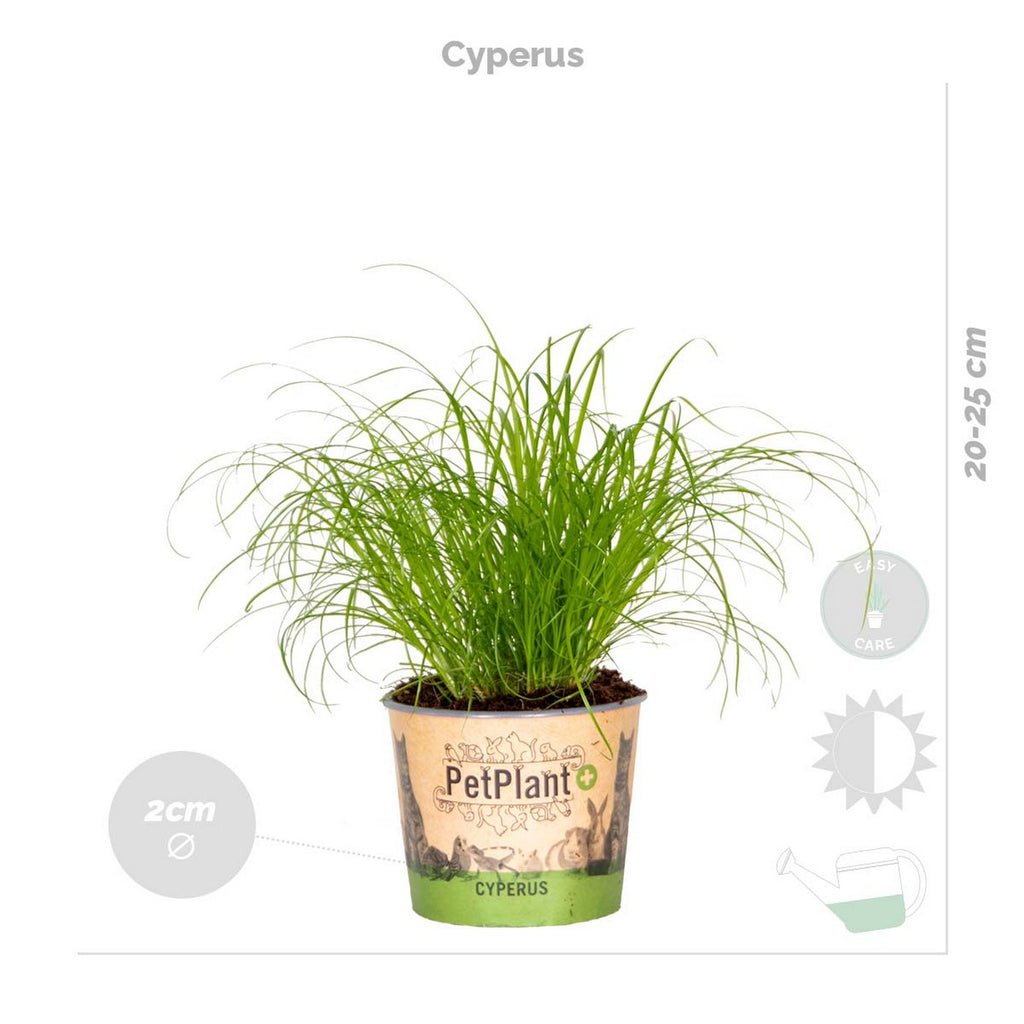 Lot De 4 Plantes Pet-Friendly – Plante D'Intérieur