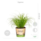 Lot De 4 Plantes Pet-Friendly – Plante D'Intérieur