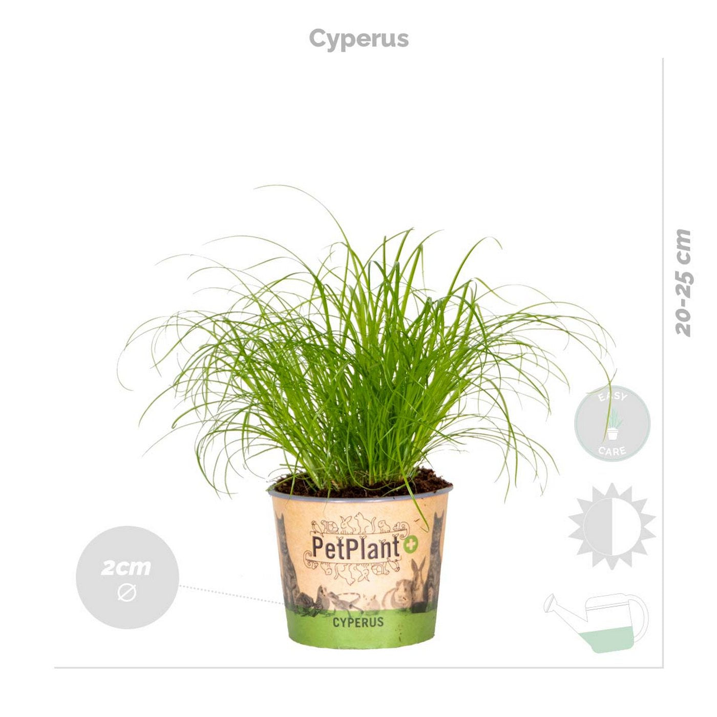 Lot De 4 Plantes Pet-Friendly – Plante D'Intérieur