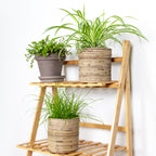 Mix of 3 Pet-Friendly Plants – Houseplant