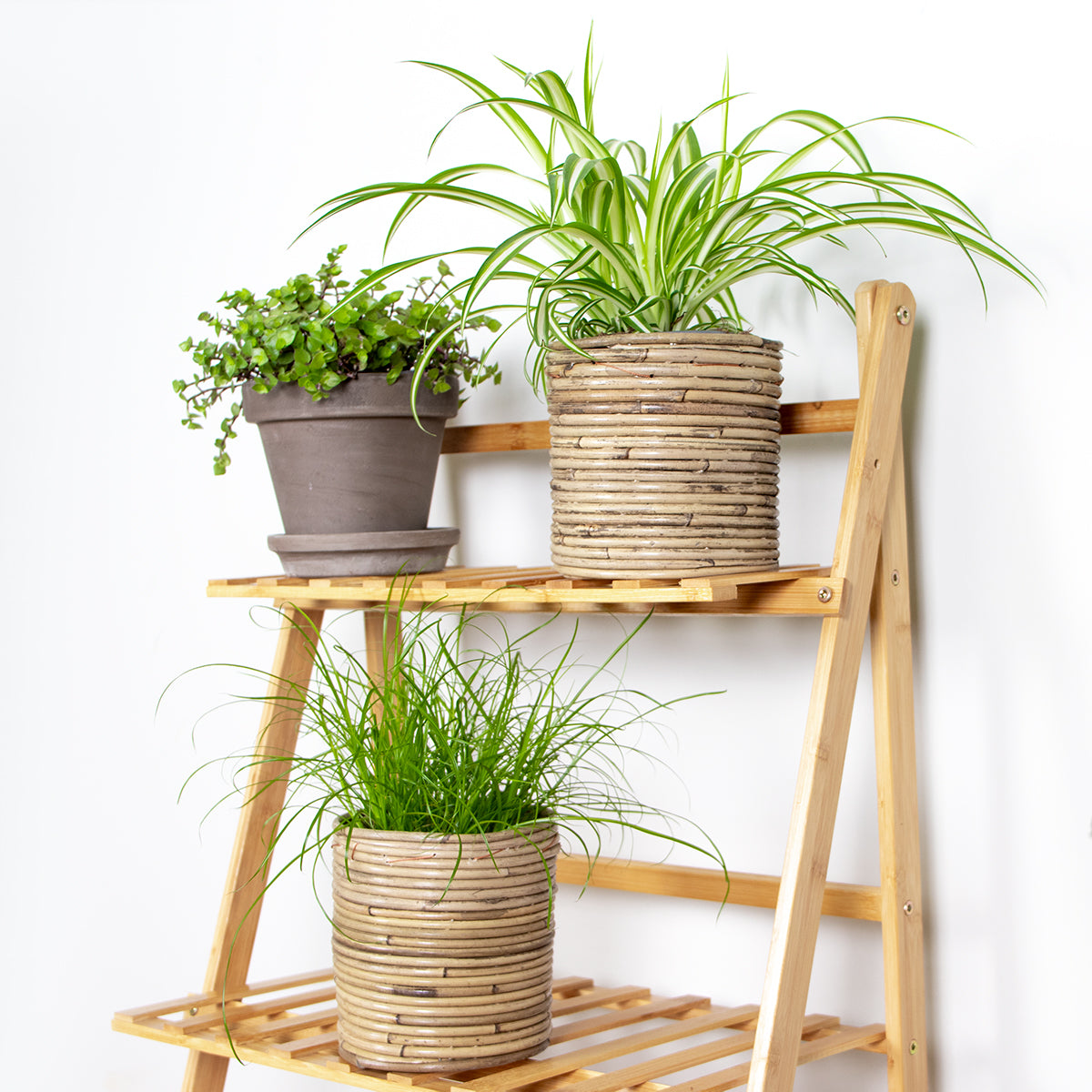 Mix of 3 Pet-Friendly Plants – Houseplant