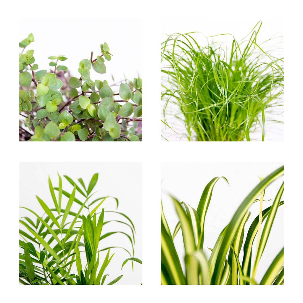 Lot De 4 Plantes Pet-Friendly – Plante D'Intérieur