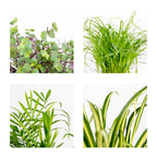 Lot De 4 Plantes Pet-Friendly – Plante D'Intérieur