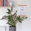 Calathéa Fusion White – Plante D'Intérieur