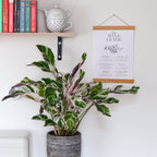 Calathéa Fusion White – Plante D'Intérieur