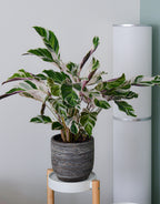 Calathéa Fusion White – Plante D'Intérieur