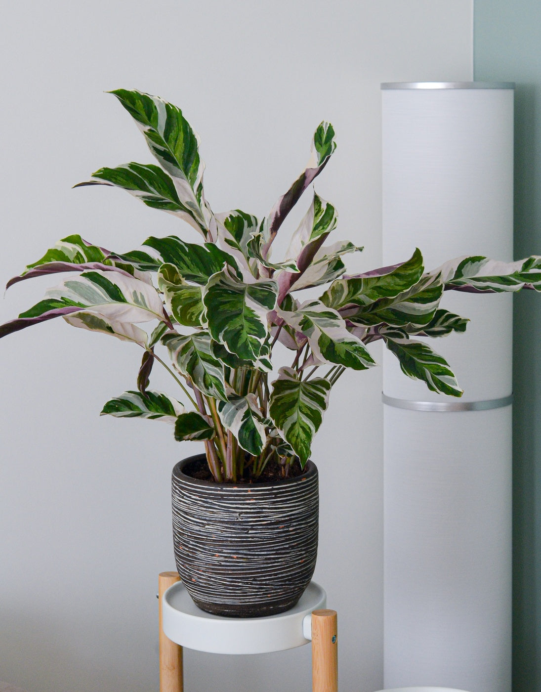 Calathéa Fusion White – Plante D'Intérieur