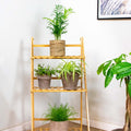 Lot De 4 Plantes Pet-Friendly – Plante D'Intérieur