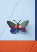 Acacia Butterfly