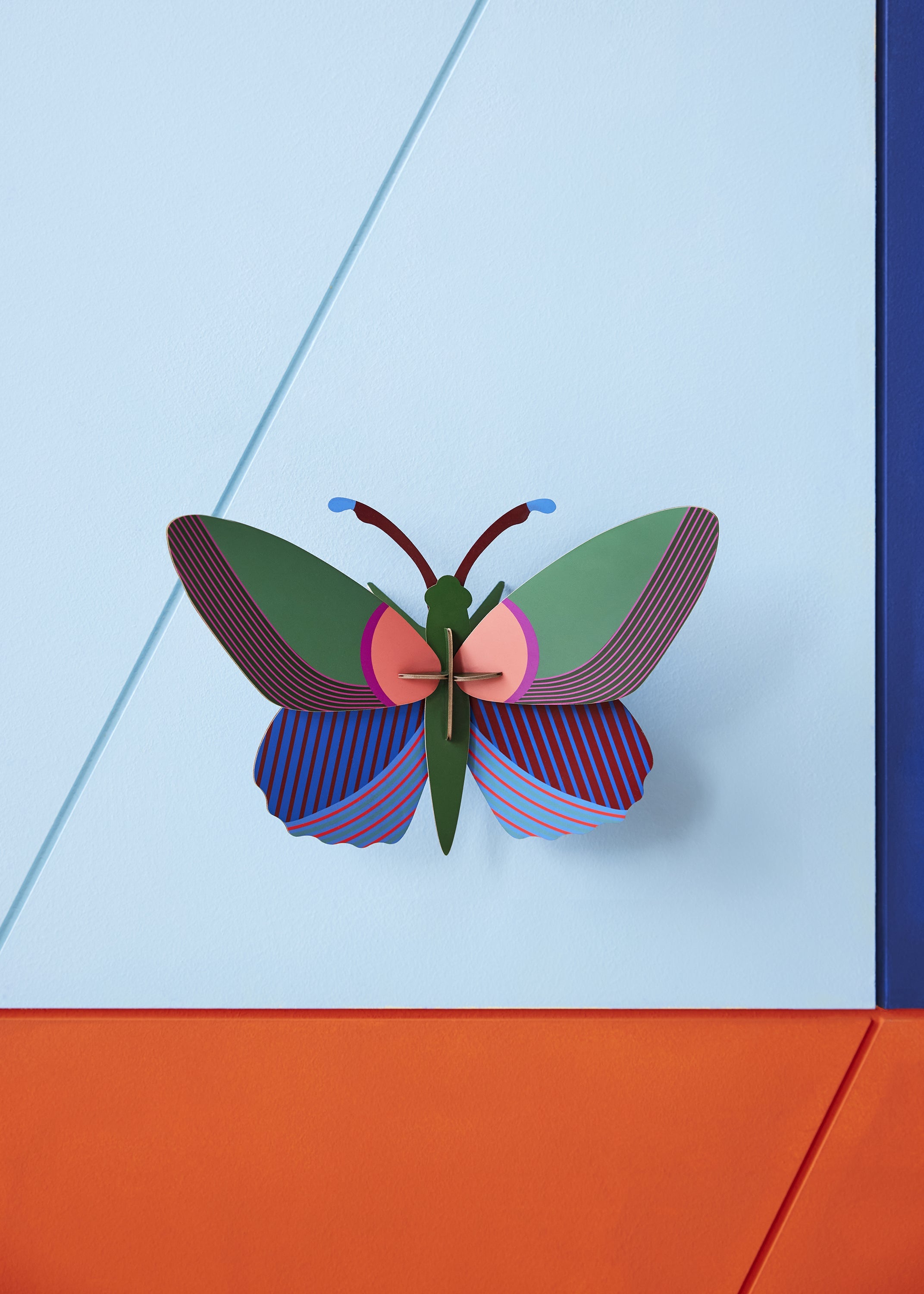 Acacia Butterfly