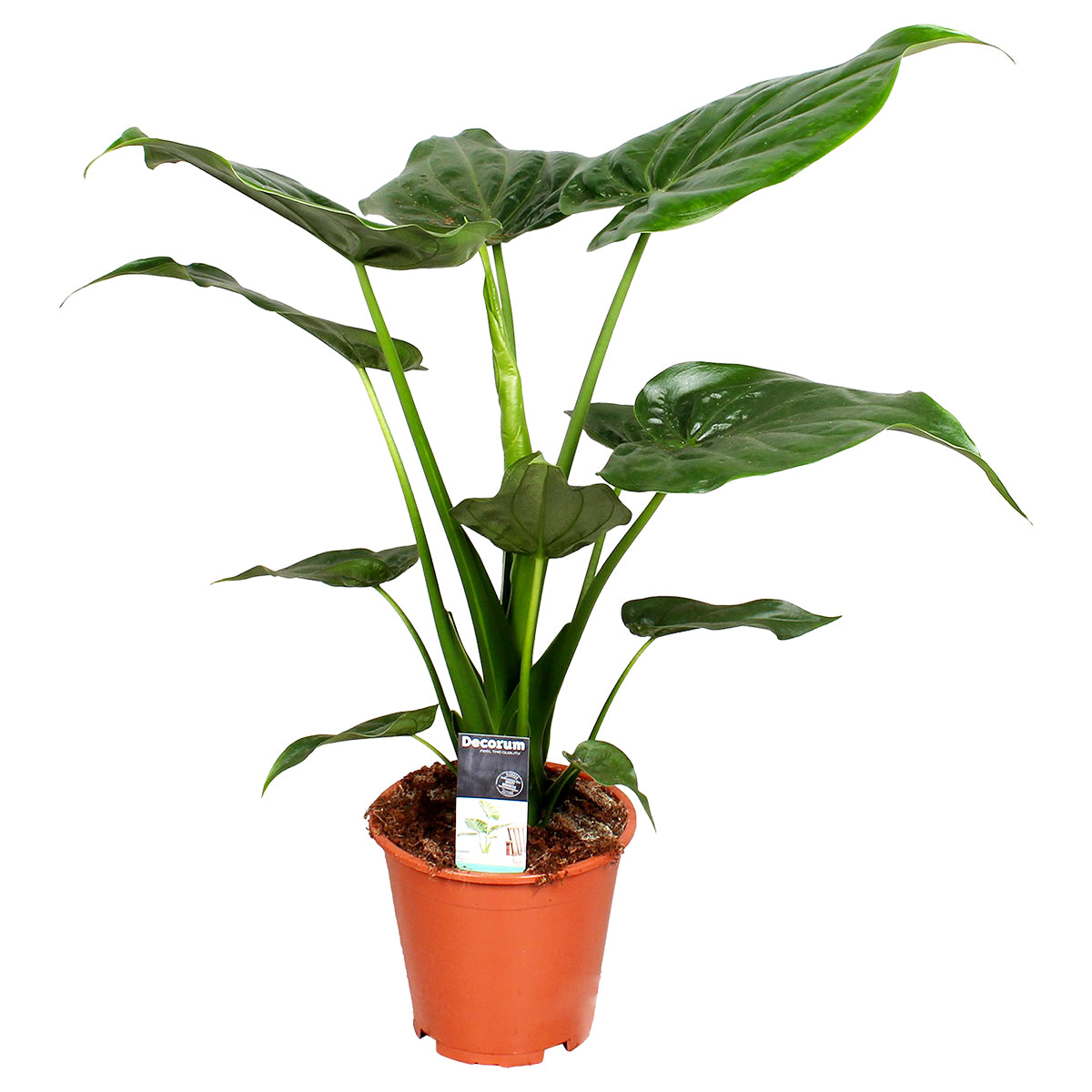 Alocasia Cucullata – Planta de interior