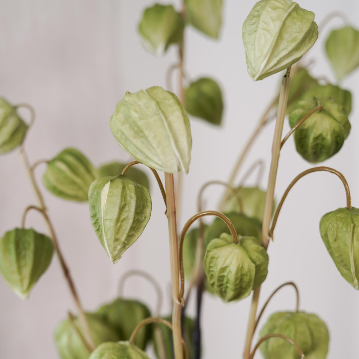 Amour En Cage Artificielle Verte