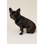Collier Chien Monogramme Cp