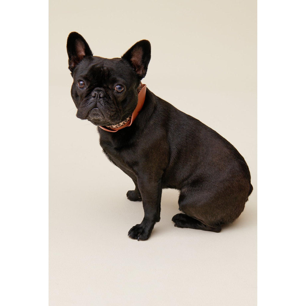 Collier Chien Monogramme Cp