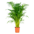 Palmier Areca – Plante D'Intérieur
