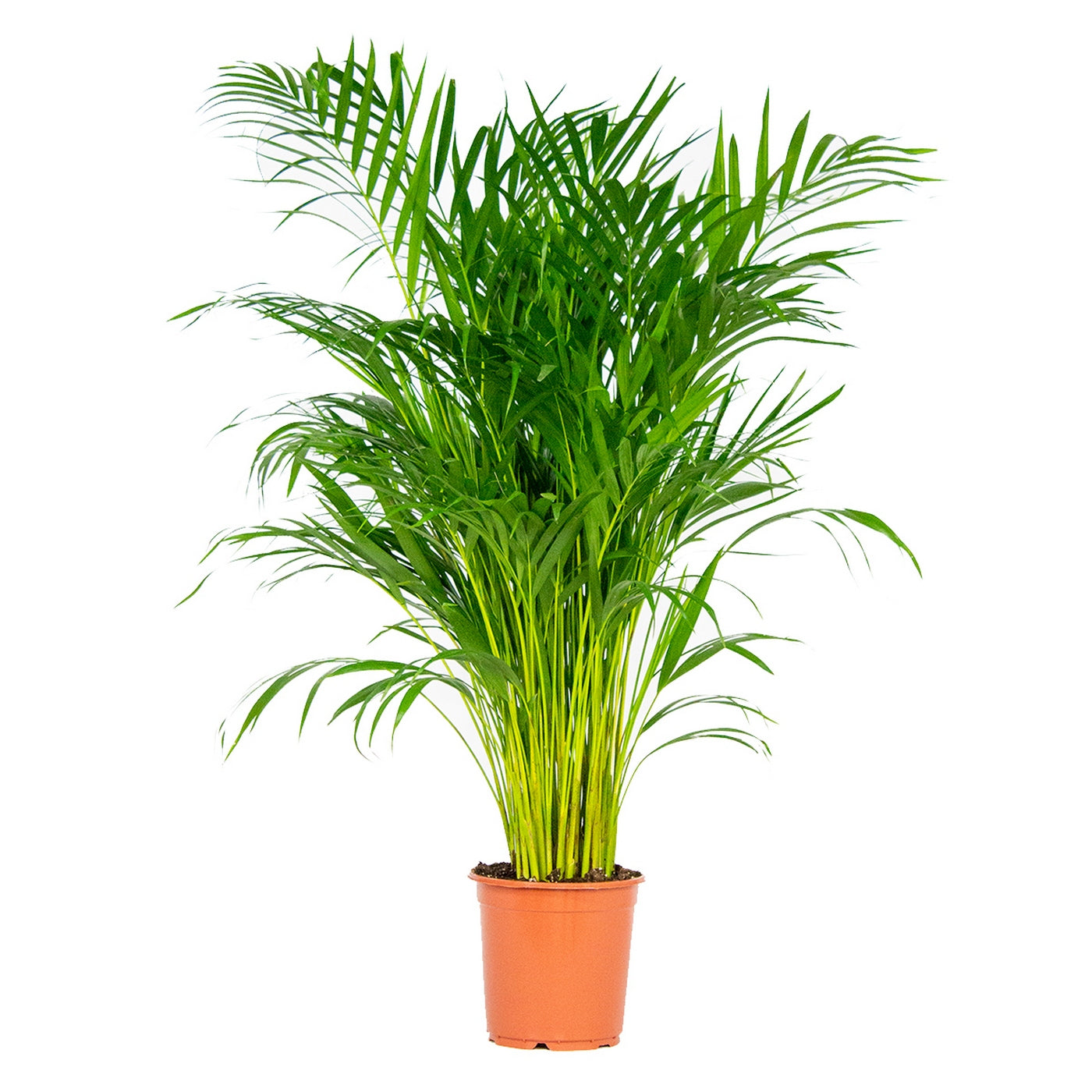 Palmier Areca – Plante D'Intérieur