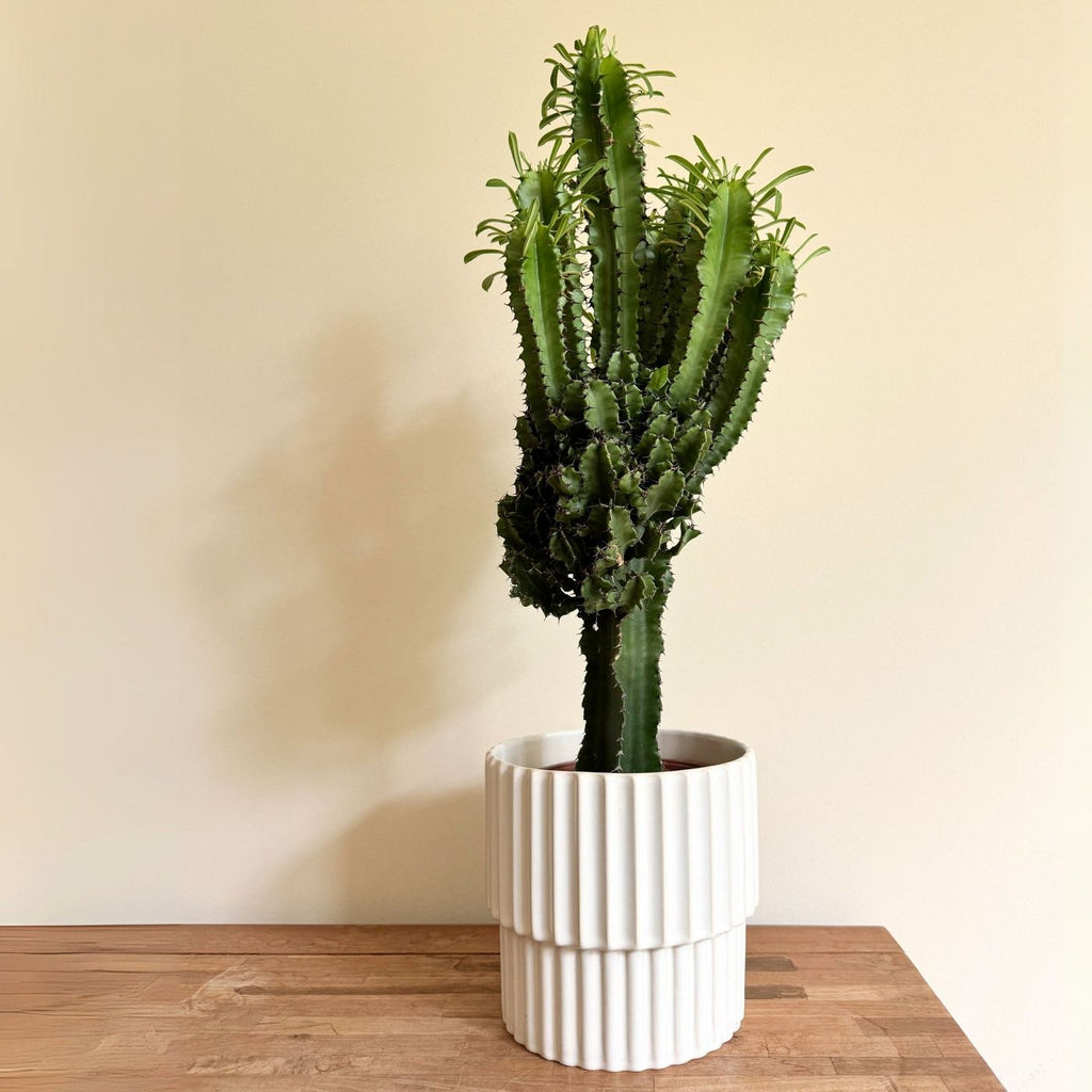Euphorbe Cactus Cowboy – Plante D'Intérieur