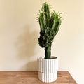 Euphorbe Cactus Cowboy – Plante D'Intérieur