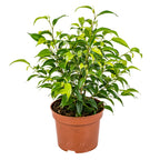 Ficus Benjamina Natasja – Planta de interior