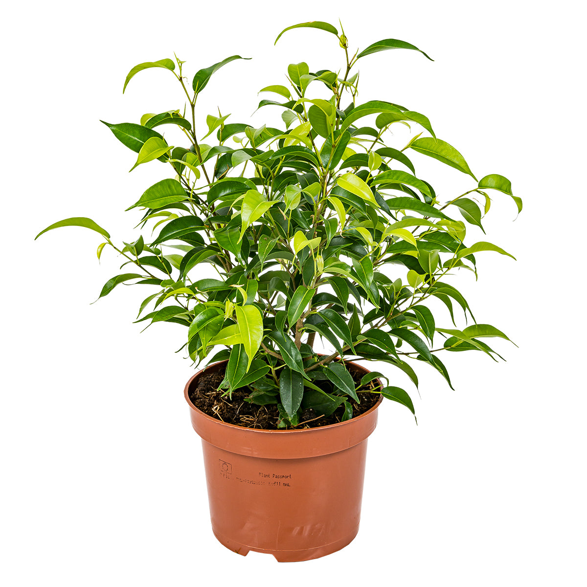 Ficus Benjamina Natasja – Planta de interior