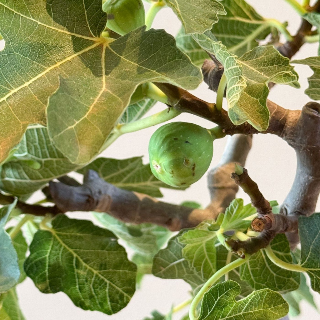 Figuier - Ficus Carica
