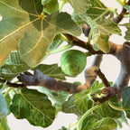 Figuier - Ficus Carica
