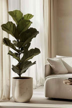 Ficus Lyrata – Plante D'Intérieur