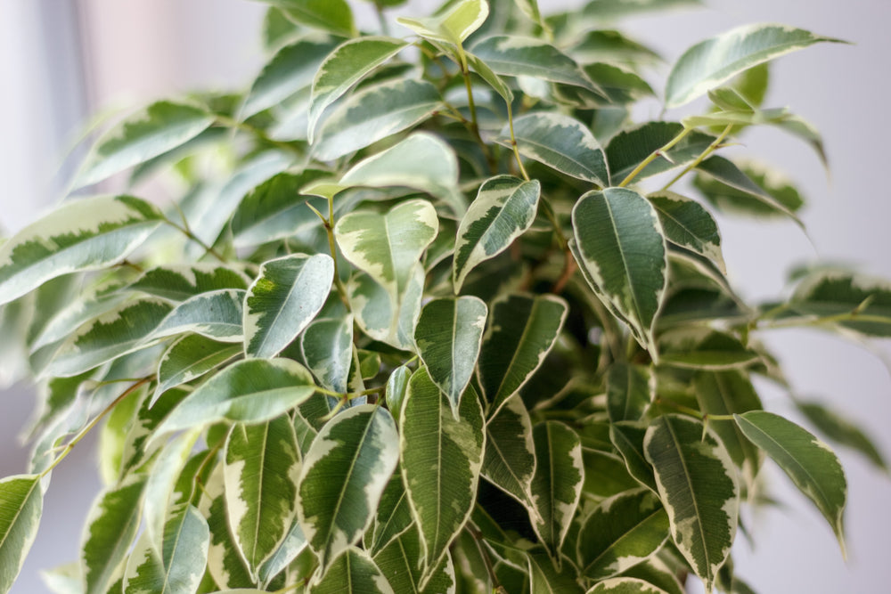 Ficus Benjamina Kinky – Plante D'Intérieur