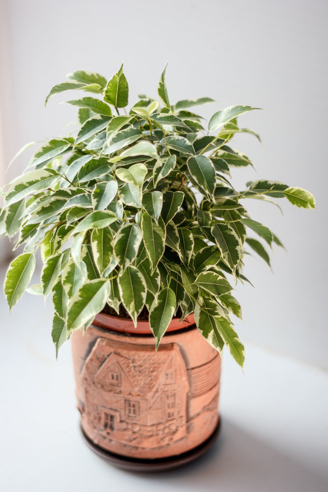Ficus Benjamina Kinky – Plante D'Intérieur