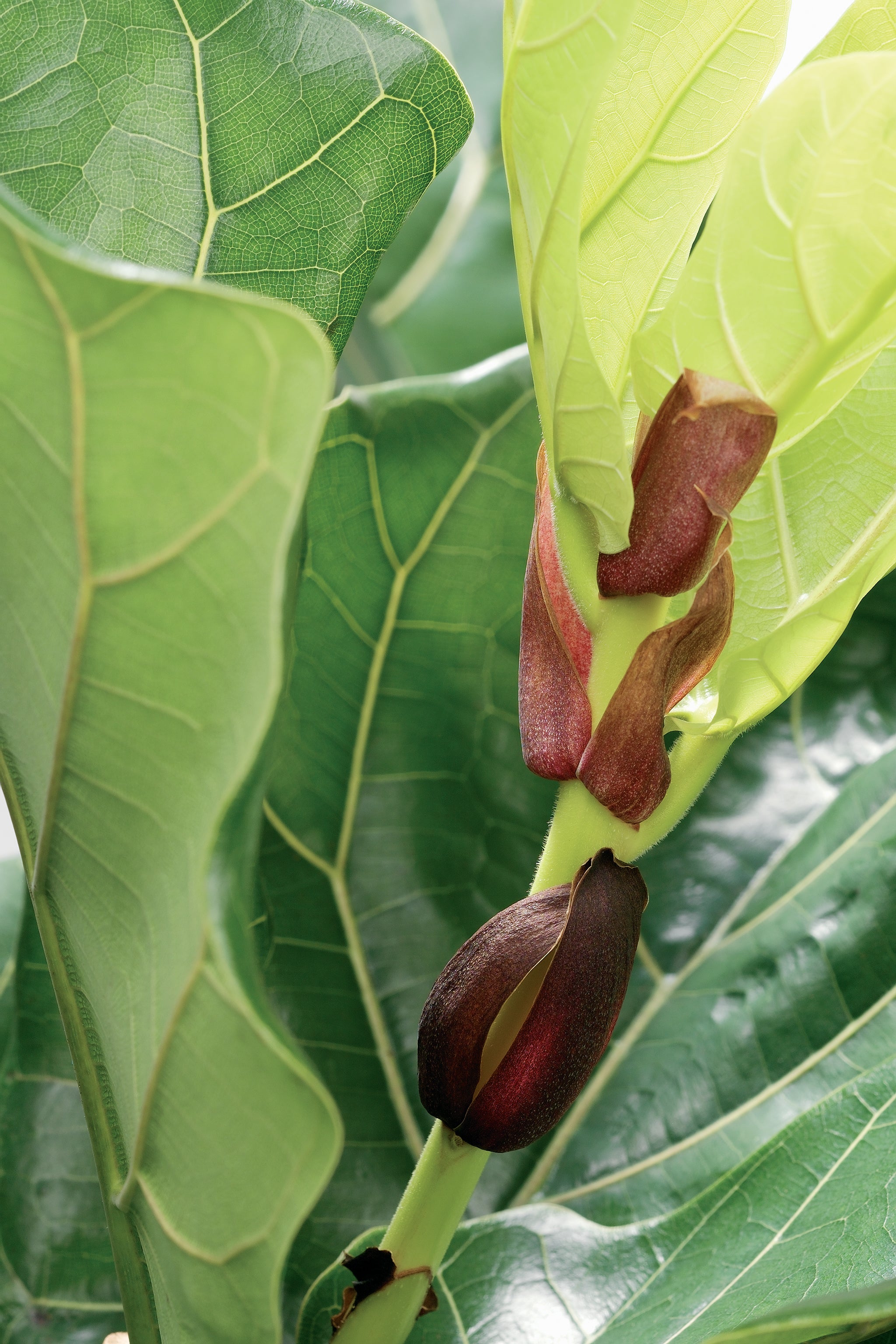 Ficus Lyrata – Plante D'Intérieur