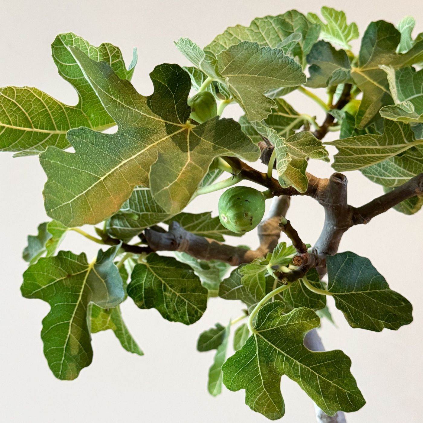 Figuier - Ficus Carica