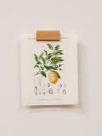 Porte-Affiches Raisin
