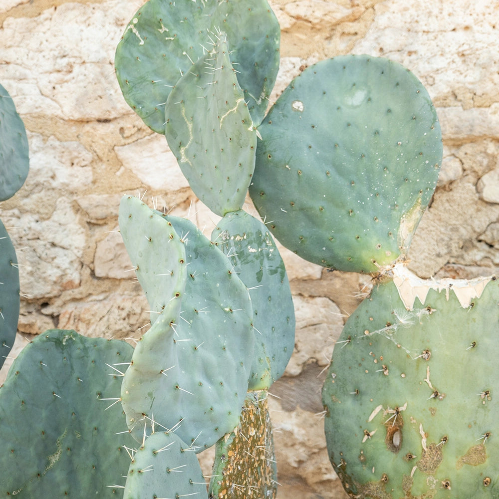 Funda de cojín de lino lavado Hnatureinside - Cactus