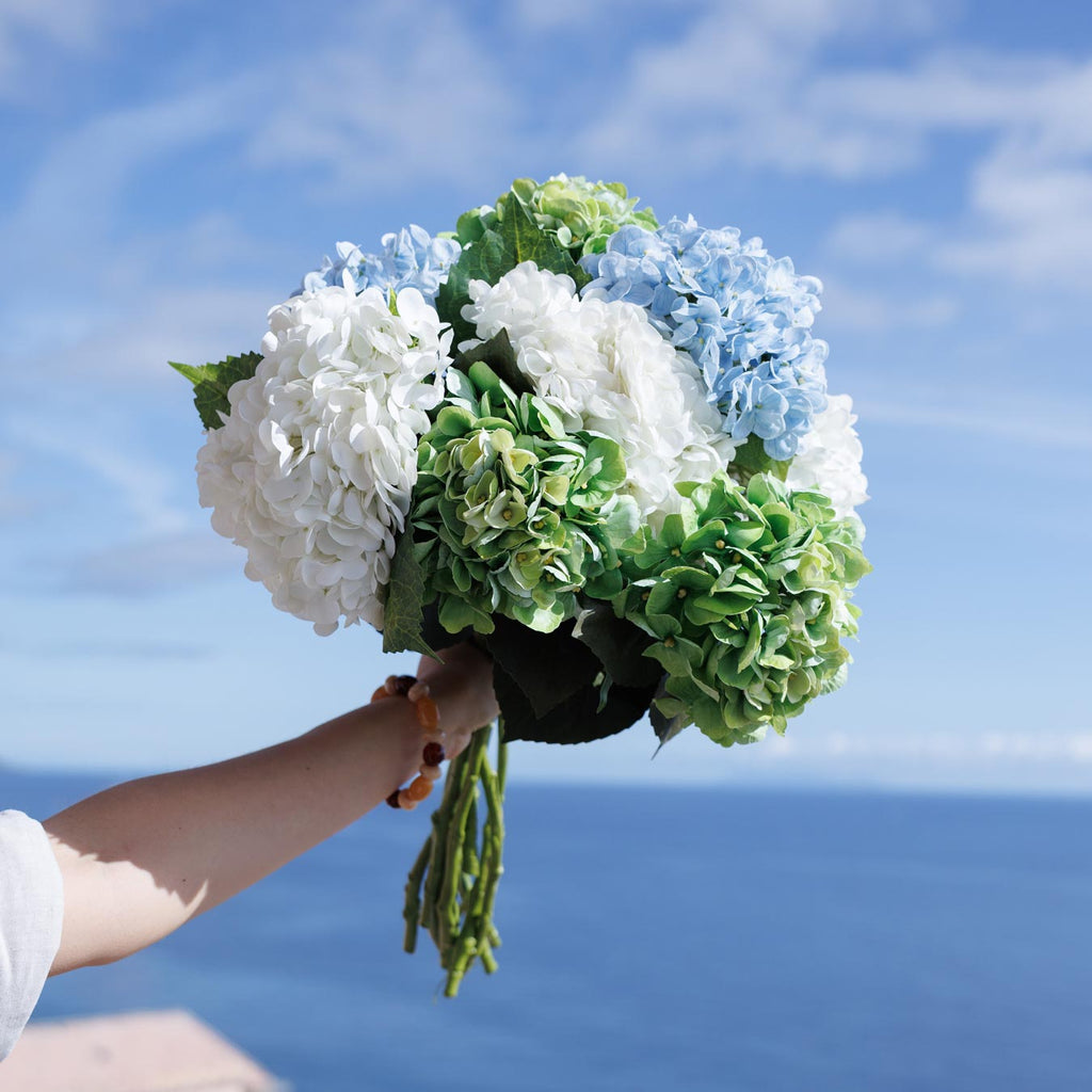 Hortensia Blanc