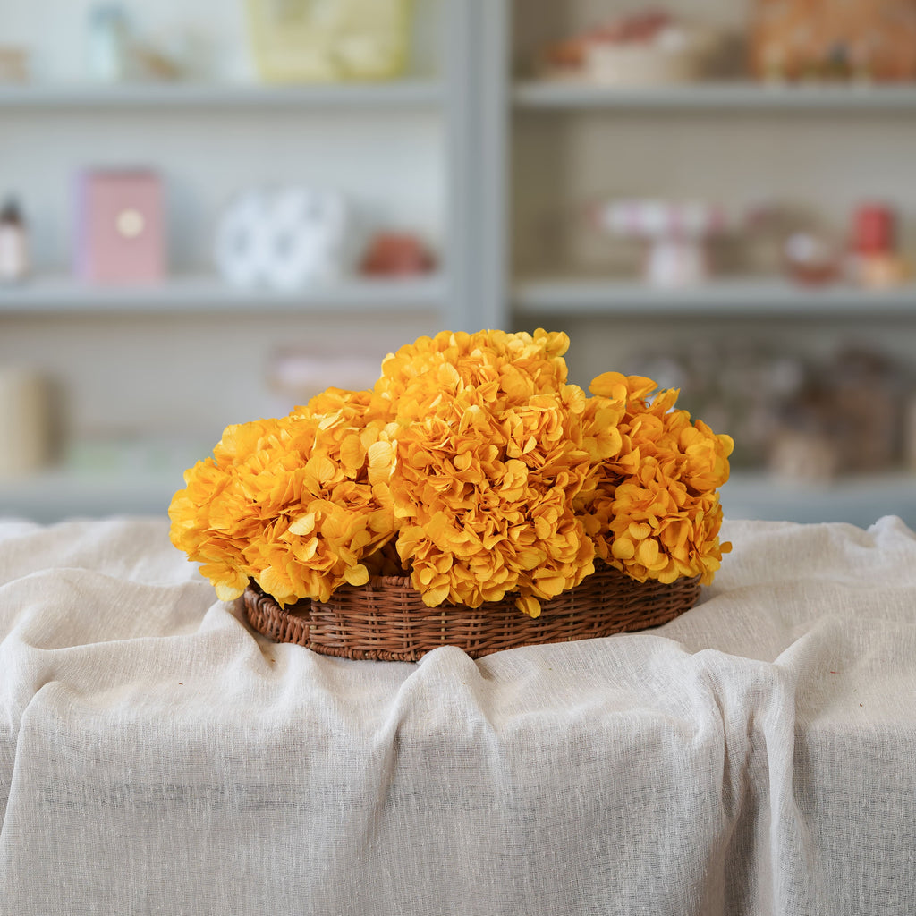 Hortensia Jaune Moutarde