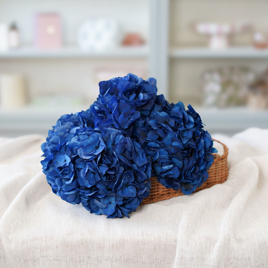 Hortensia Bleu