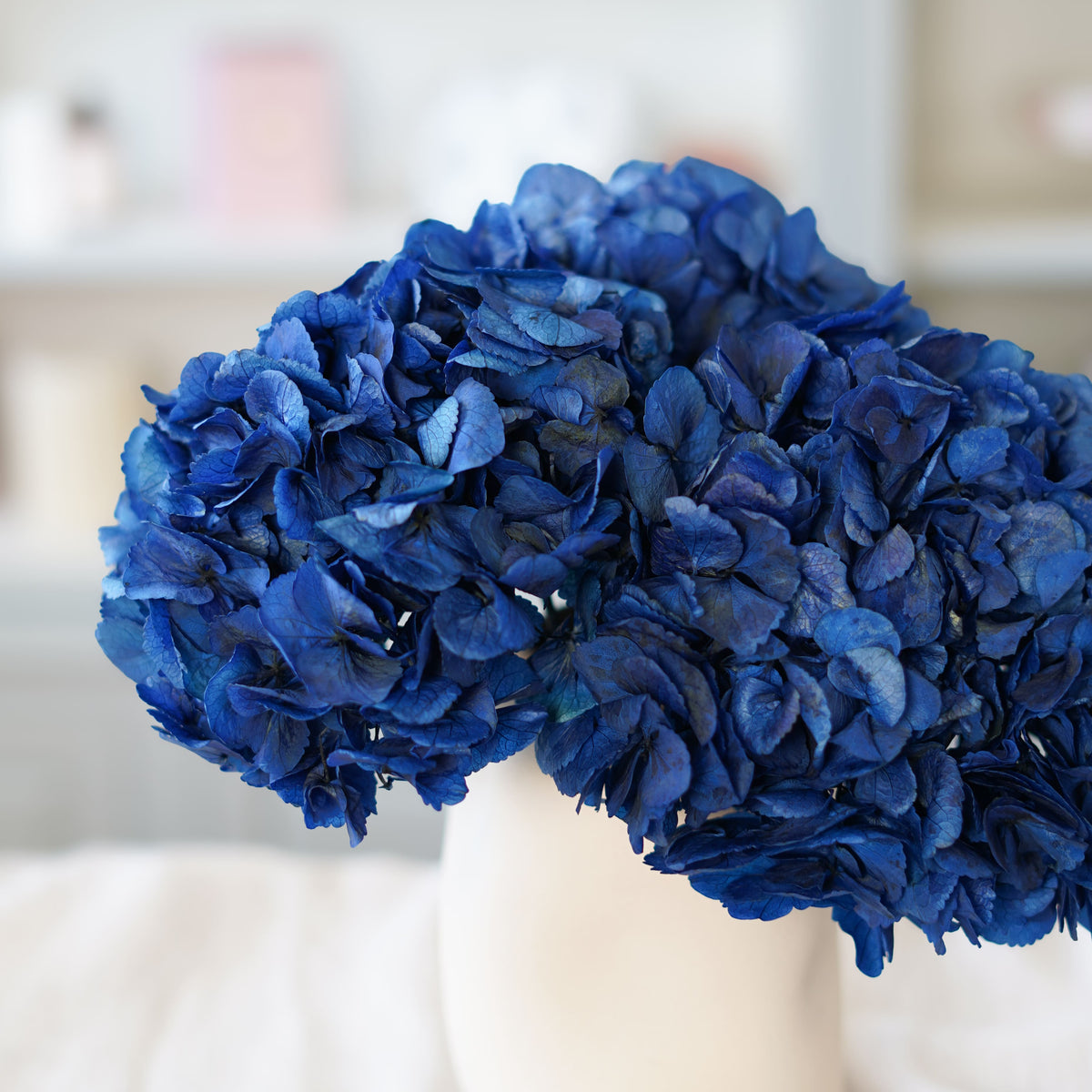 Hortensia Bleu