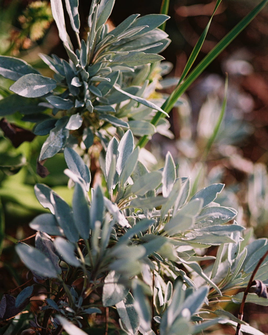094 Hand and Body Wash Sage / Rosemary / Lavender
