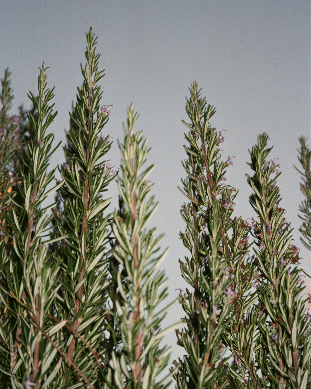 094 Hand and Body Wash Sage / Rosemary / Lavender
