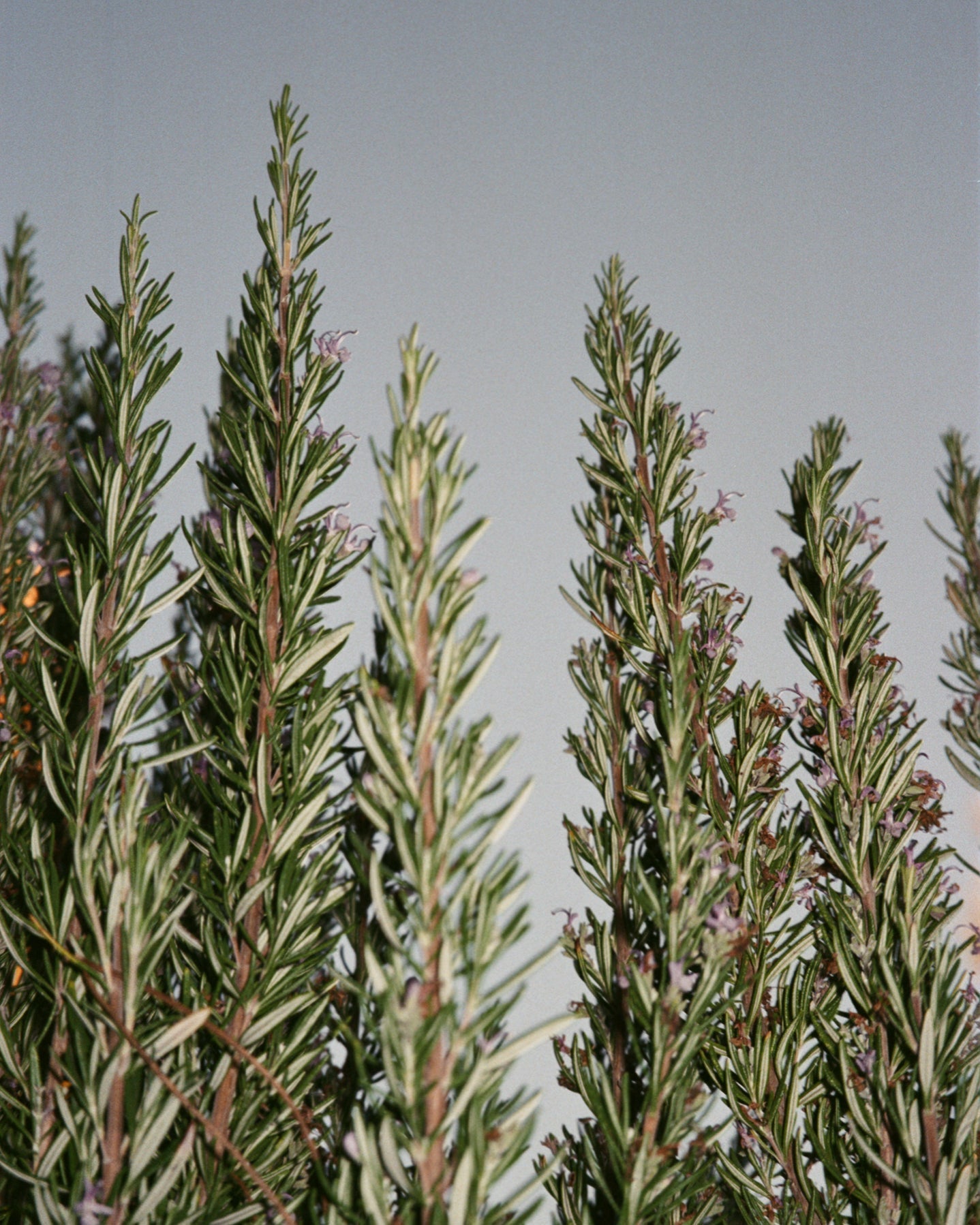 094 Hand and Body Wash Sage / Rosemary / Lavender