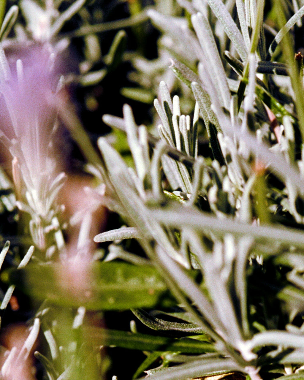 094 Hand and Body Wash Sage / Rosemary / Lavender