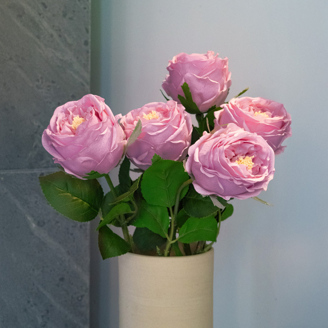 Rosa Malva