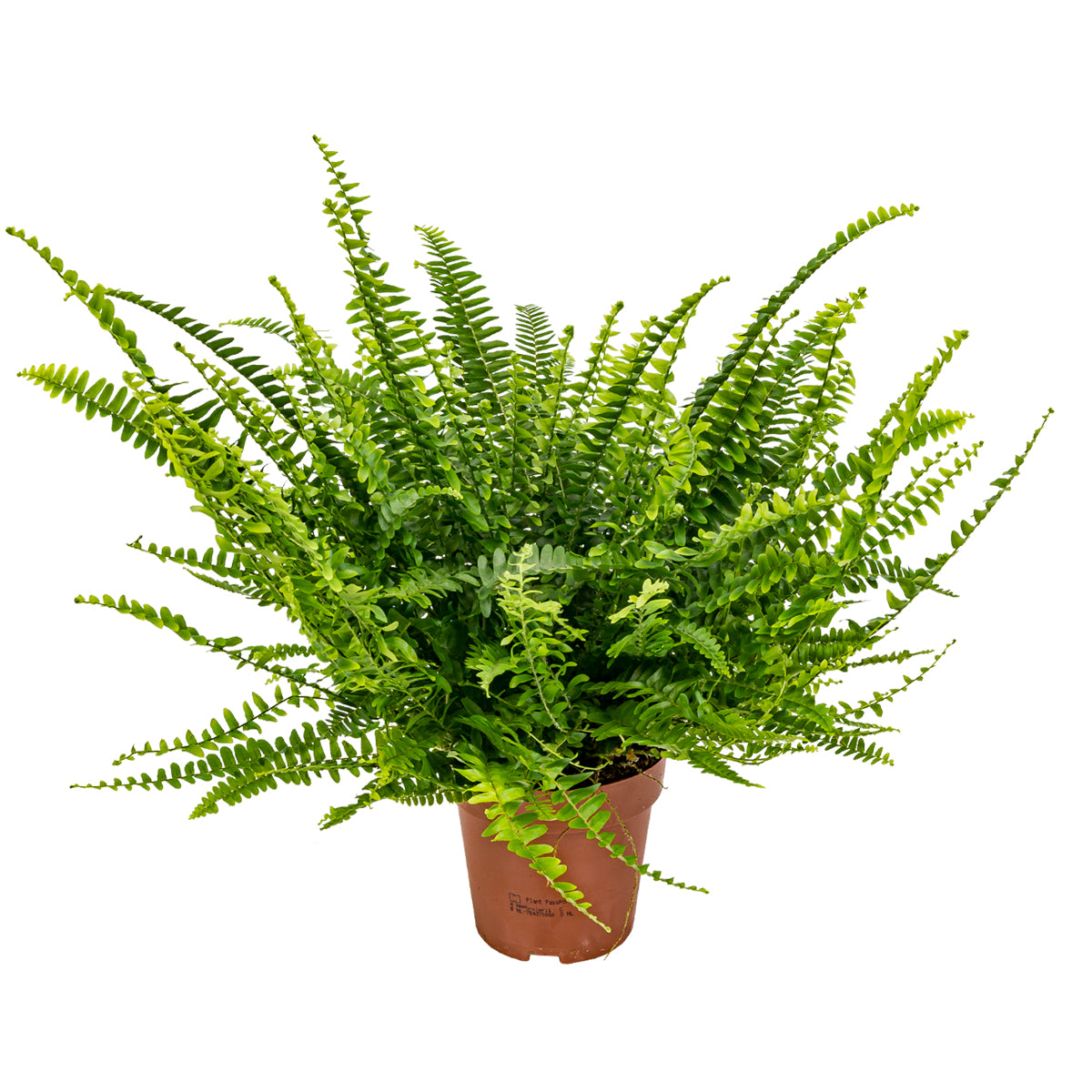 Nephrolepis Green Lady – Houseplant
