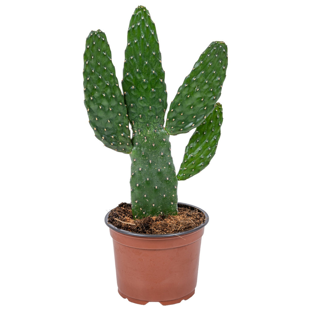 Opuntia Rubescens – Plante D'Intérieur