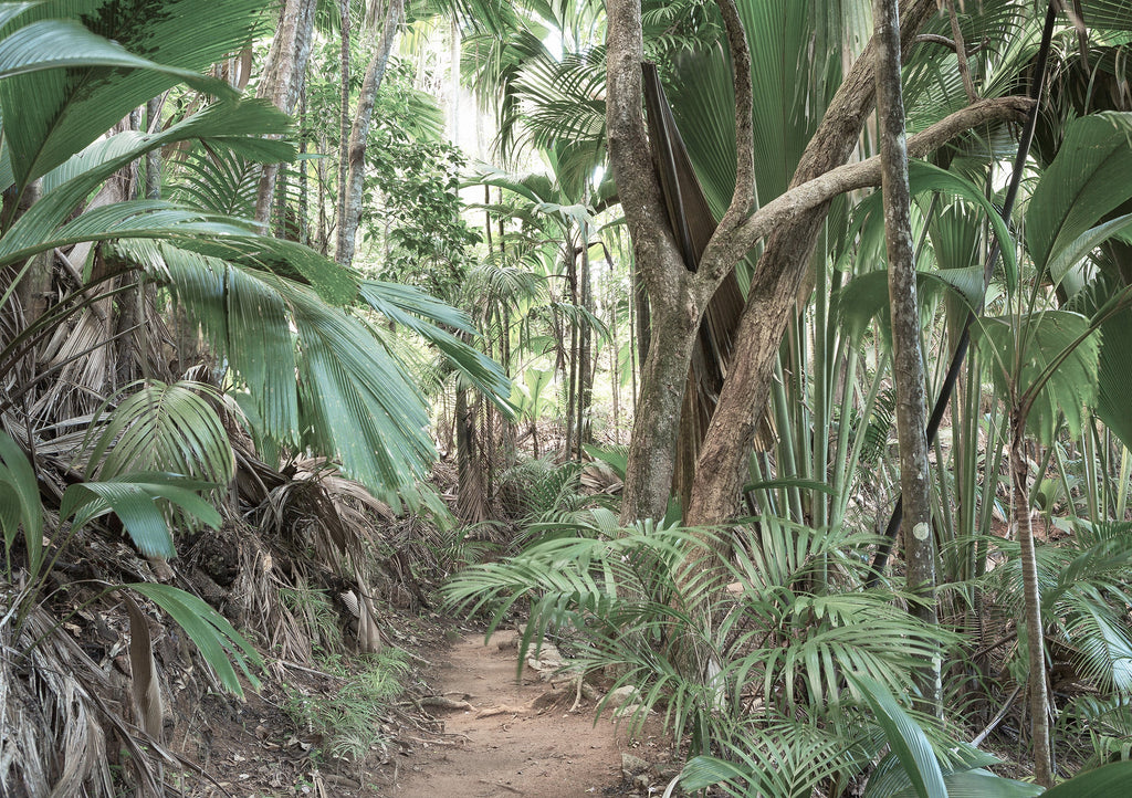 Panoramic Wallpaper - Jungle Trek - Green