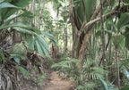Panoramic Wallpaper - Jungle Trek - Green