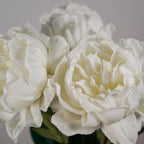 Pivoine Blanche