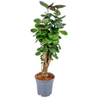 Polyscias Fabian – Plante D'Intérieur