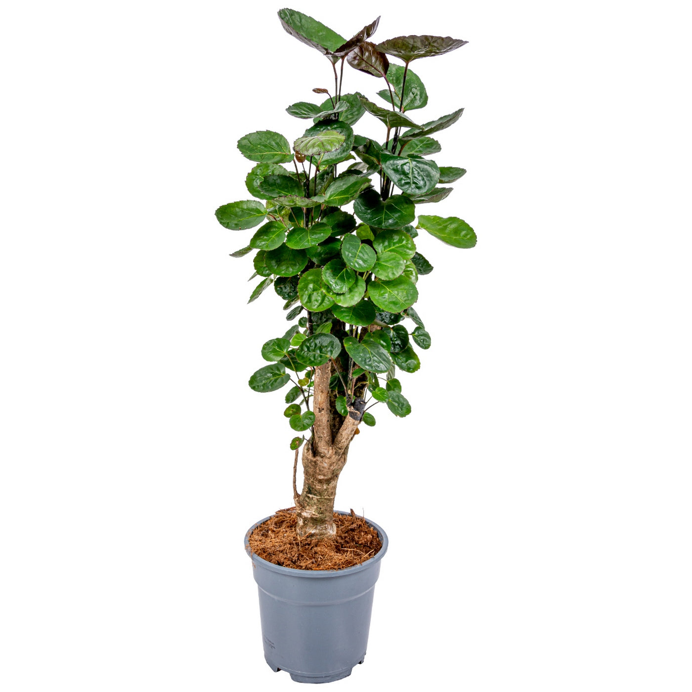 Polyscias Fabian – Plante D'Intérieur